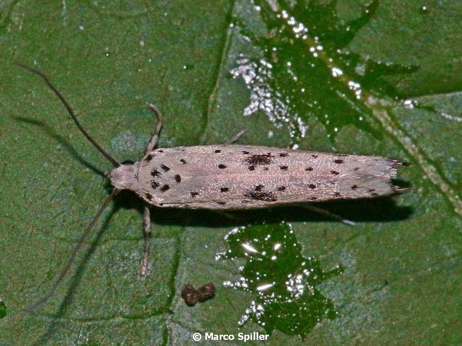 Falena da identificare